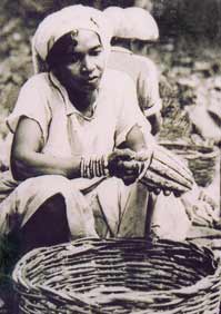 A woman taking seeds from a cocoa pod