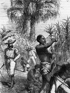 An engraving of slaves in a sugar plantation