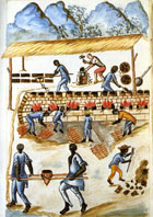 An engraving of slaves in a sugar plantation